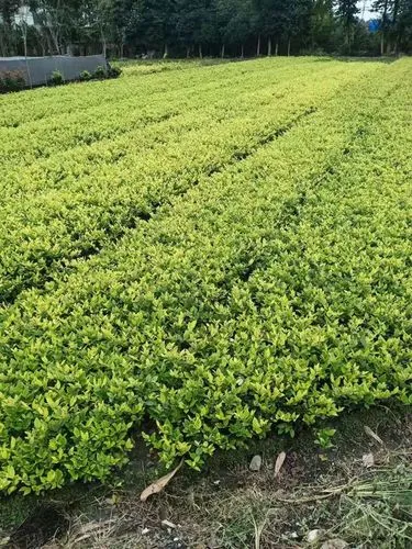 游戏声音像3d环绕一样